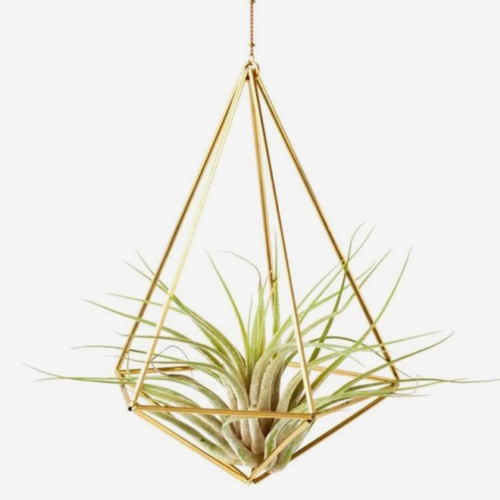 Plant/ candle holder